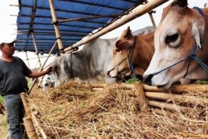 Harga Sapi dan Kambing Naik