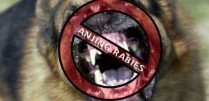 Bocah 10 Tahun Tewas, Diduga Terkena Rabies